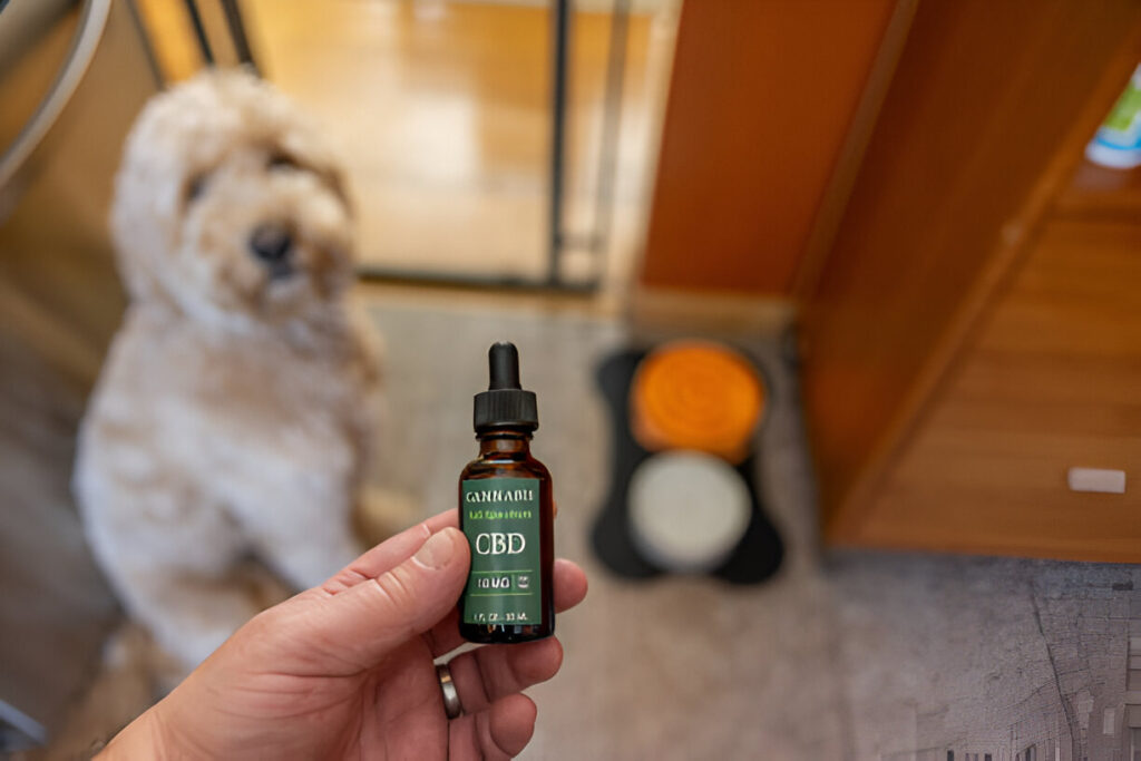 Online Vs. Offline: The Best Place To Buy CBD For Dogs For Pet Parents