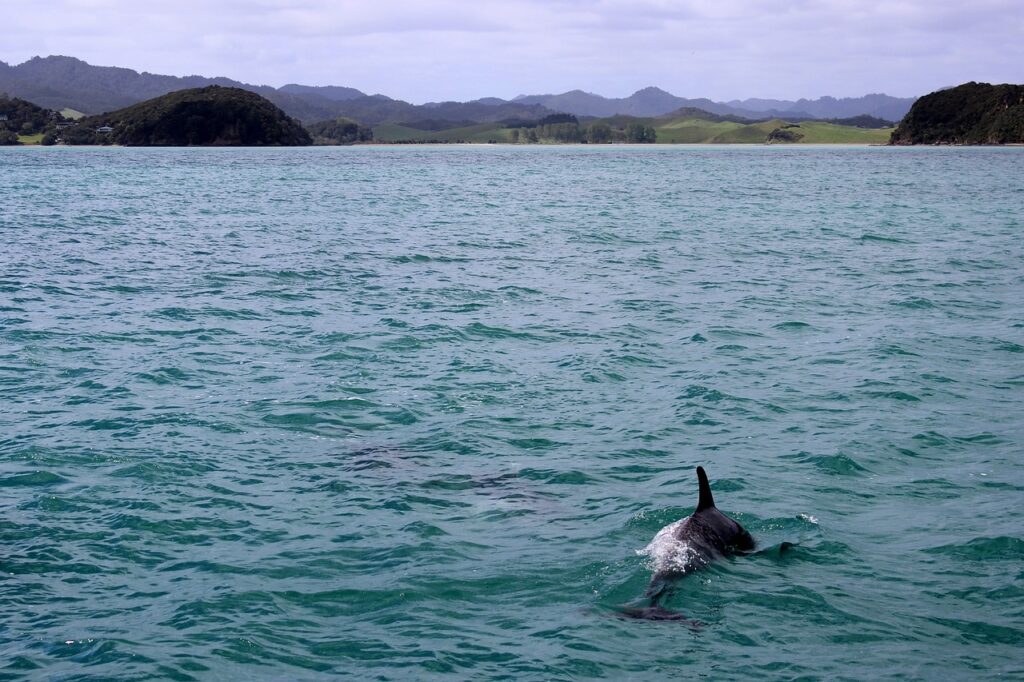 Swim with Dolphins in Cancun